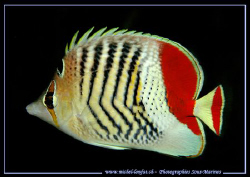An Orange Butterflyfish taken in the waters of the Red-Se... by Michel Lonfat 